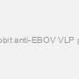 Rabbit anti-EBOV VLP pAb
